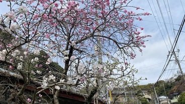 オフィス前　モモの花